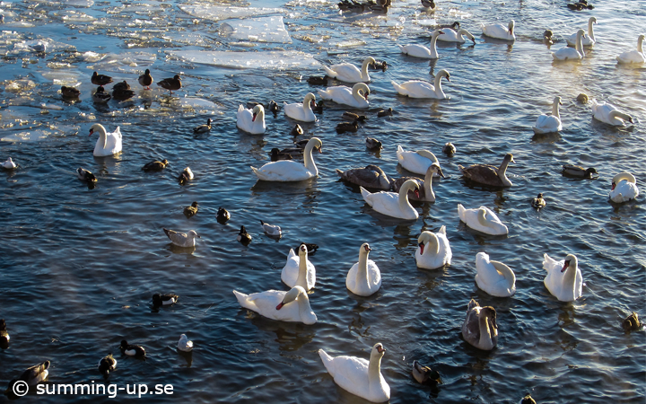 Seabirds in winter cold Stockholms stream